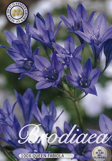 Mini Agapanthus Queen Fabiola x100 5/6