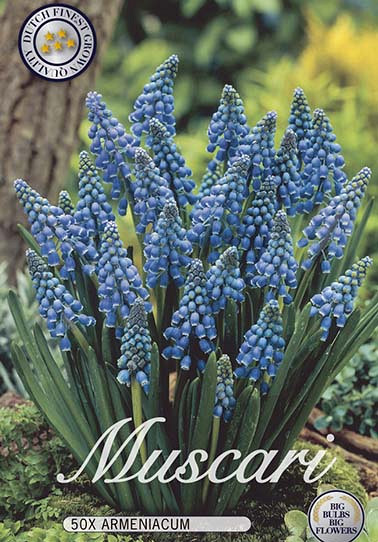 Muscari Armeniacum x50 8/9