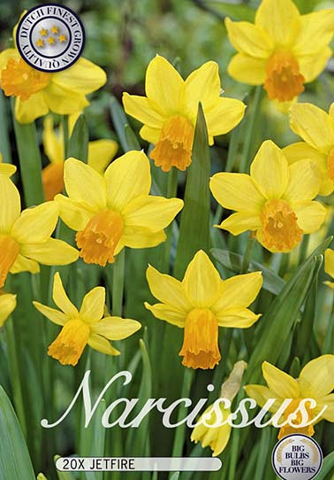 Narcis Botanical Jetfire x20 12/14