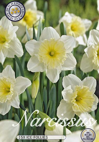 Narcis Trumpet Ice Follies x15 14/16