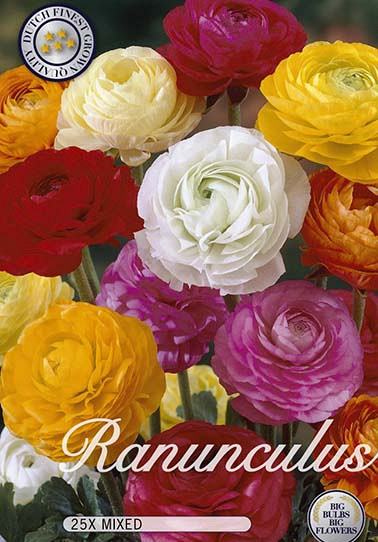 Ranunculus Mixed x25 6/7