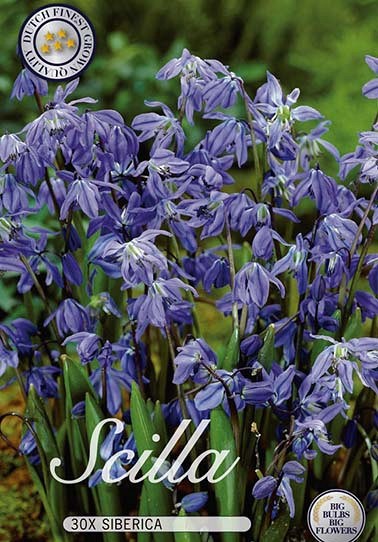 Scilla Siberica x30 8/9