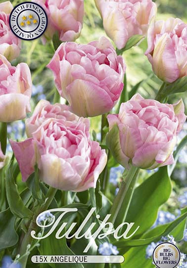 Tulp Double Late Angelique x12 12/+