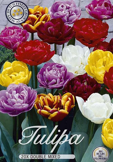 Tulp Double Late Mixed x15 12/+