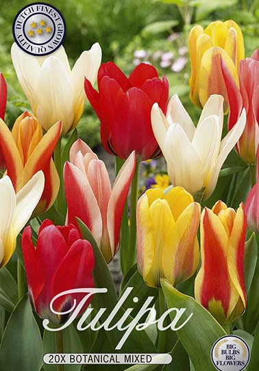 Tulp Kaufmania Mixed x20 12/+