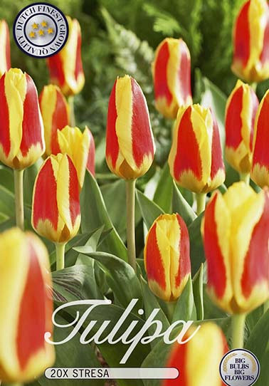 Tulp Kaufmania Stresa x15 12/+