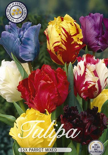 Tulp Parrot Mixed x15 12/+