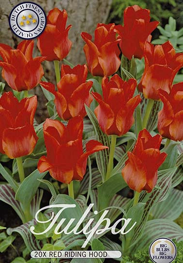 Tulp Red Riding Hood x20 12/+