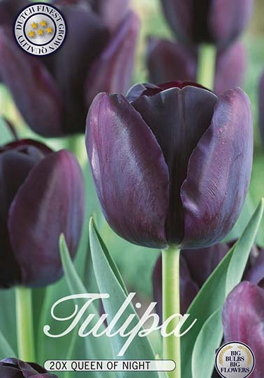 Tulp Single Late Queen of Night x20 12/+