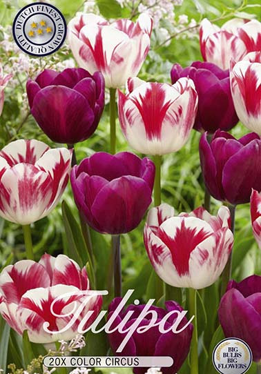 Tulp Triumph Colour Circus x20 12/+