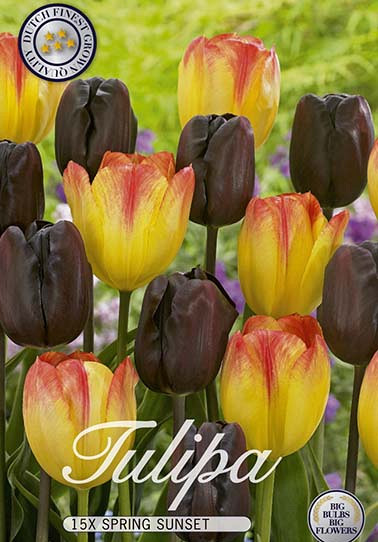 Tulp Triumph Spring Sunset  x15 12+