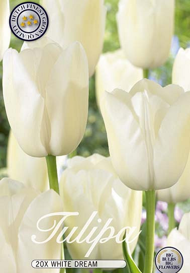 Tulp Triumph White Dream x20 12/+