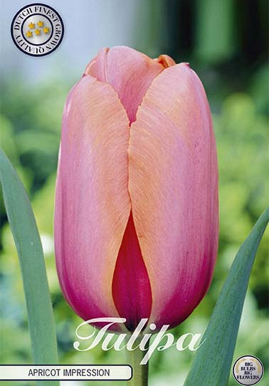 Tulp Darwin Apricot Impression x10 12/+