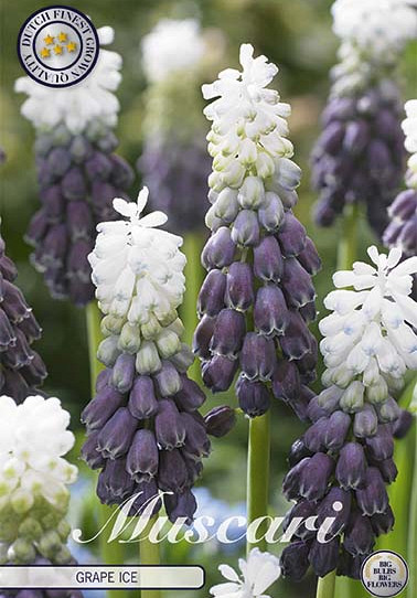 Muscari Grape Ice x7 6/+