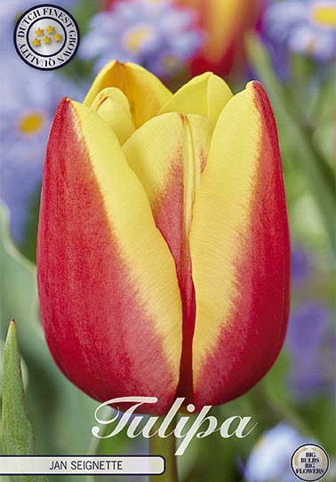 Tulip Triumph Jan Seignette x10 12/+