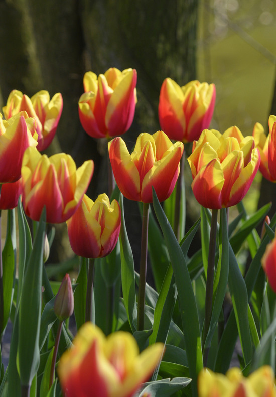 Tulip Triumph Jan Seignette x10 12/+