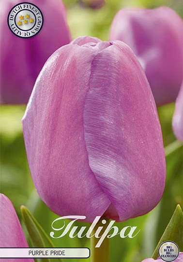 Tulp Darwin Purple Pride x7 12/+