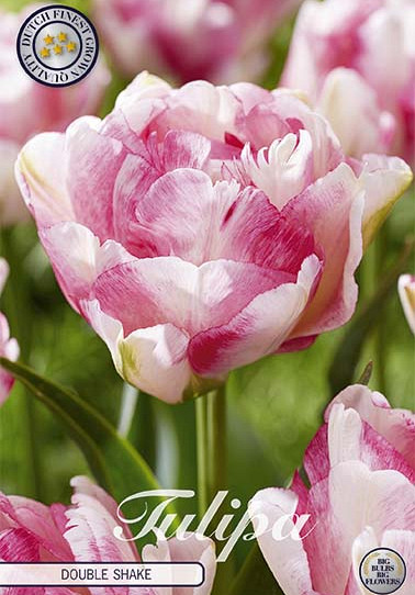 Tulp Double Late Double Shake x7 12/+