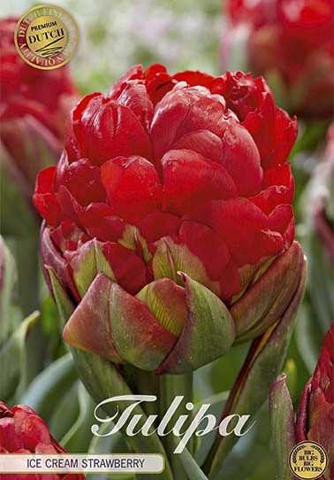 Tulp Double Late Ice Cream Strawberry x3 12/+