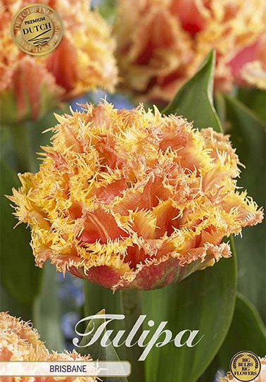 Tulp Fringed Double Brisbane x7 12/+