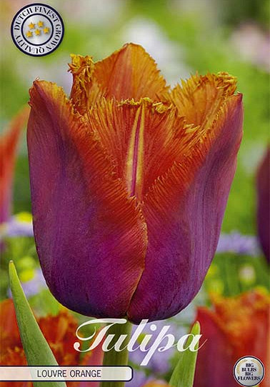 Tulp Fringed Louvre Orange x7 12/+