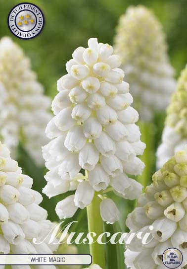 Muscari White Magic x10 8/9