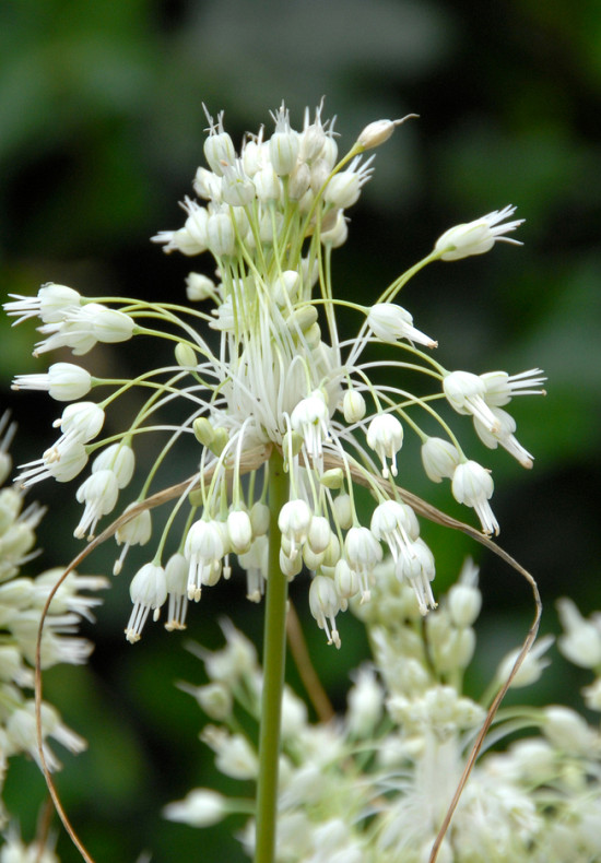 Allium carinatum ssp. pulchellum 'Album'  I .