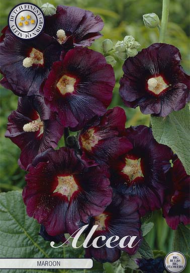 Alcea Maroon x 1 I .