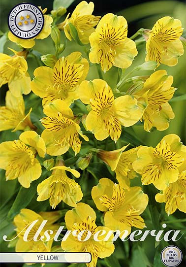 Alstroemeria Yellow x2 I .