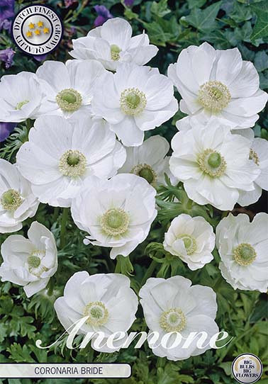 Anemone Coronaria Bride x 15 5/6