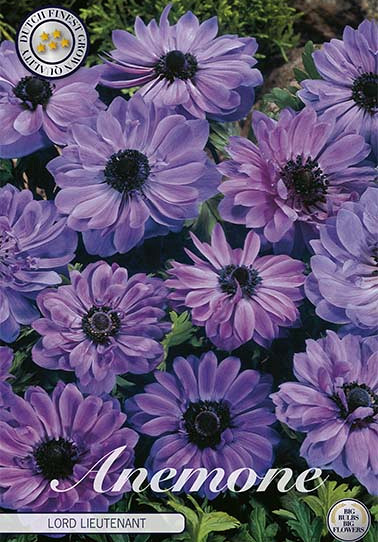 Anemone Coronaria Lord Lieutenant x 15 5/6