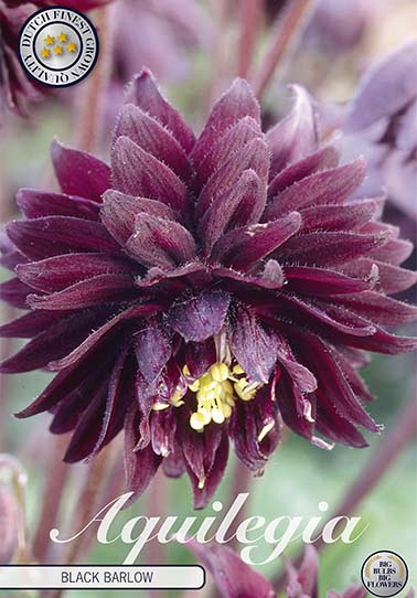 Aquilegia Black Barlow x 2 I .