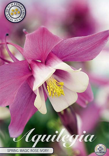 Aquilegia Spring Magic Rose Ivory x 2 I .