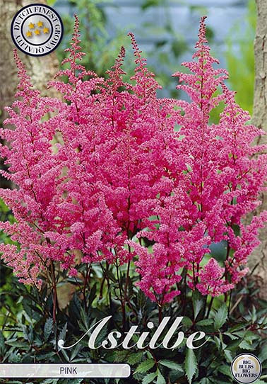 Astilbe Rose   x 1 I .