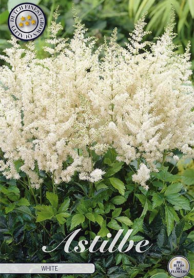 Astilbe Wit   x 1 I .