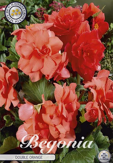 Begonia Double Orange x3 5/6