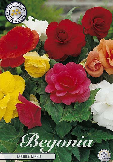 Begonia Dubbel Mix x 3 5/6