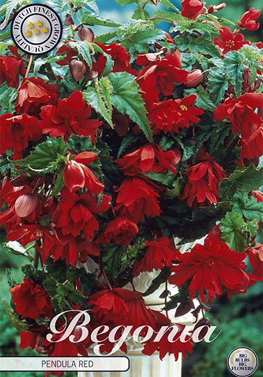 Begonia Pendula Rood x 3 5/6