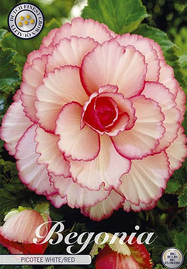 Begonia Picotee White/Red x 3 5/6