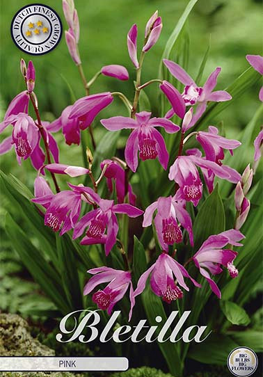 Bletilla Pink x1 .