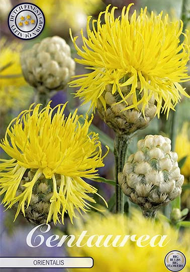 Centaurea Orientalis x 1 I .