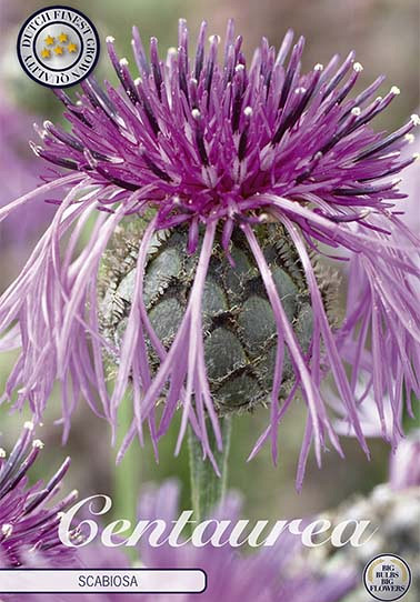 Centaurea Scabiosa x 1 I .