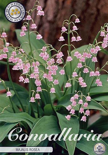 Convallaria Majalis Rosea x3 I .