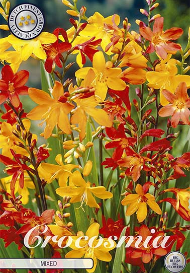 Crocosmia Mixed x 15 6/7