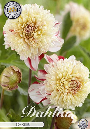 Dahlia Anemone Bon Odori x 1 I .