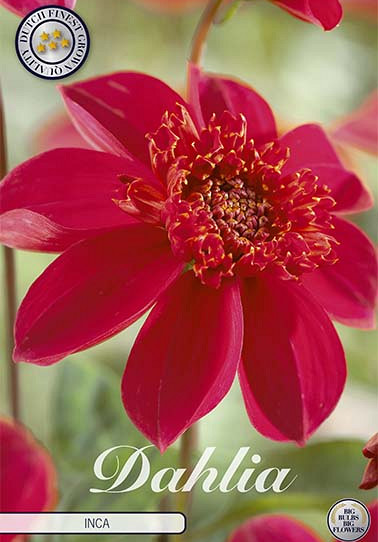 Dahlia Anemone Inca x 1 I .