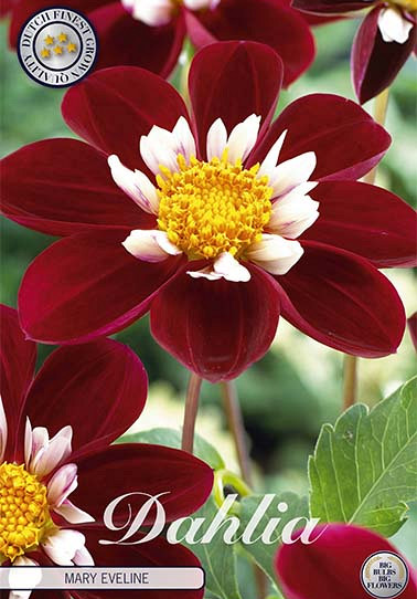 Dahlia Anemone Mary Eveline x 1 I .