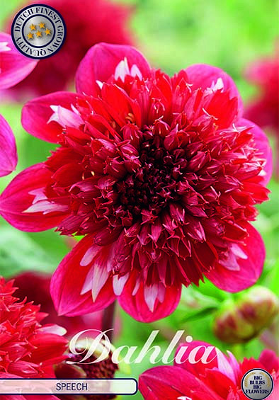 Dahlia Anemone Speech  x 1 I .