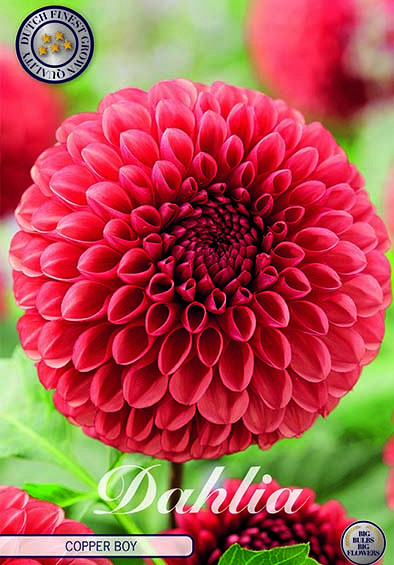 Dahlia Ball Copper Boy x1 I .