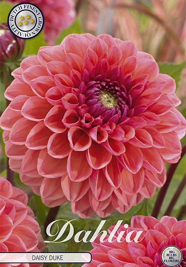 Dahlia Ball Daisy Duke x1 I